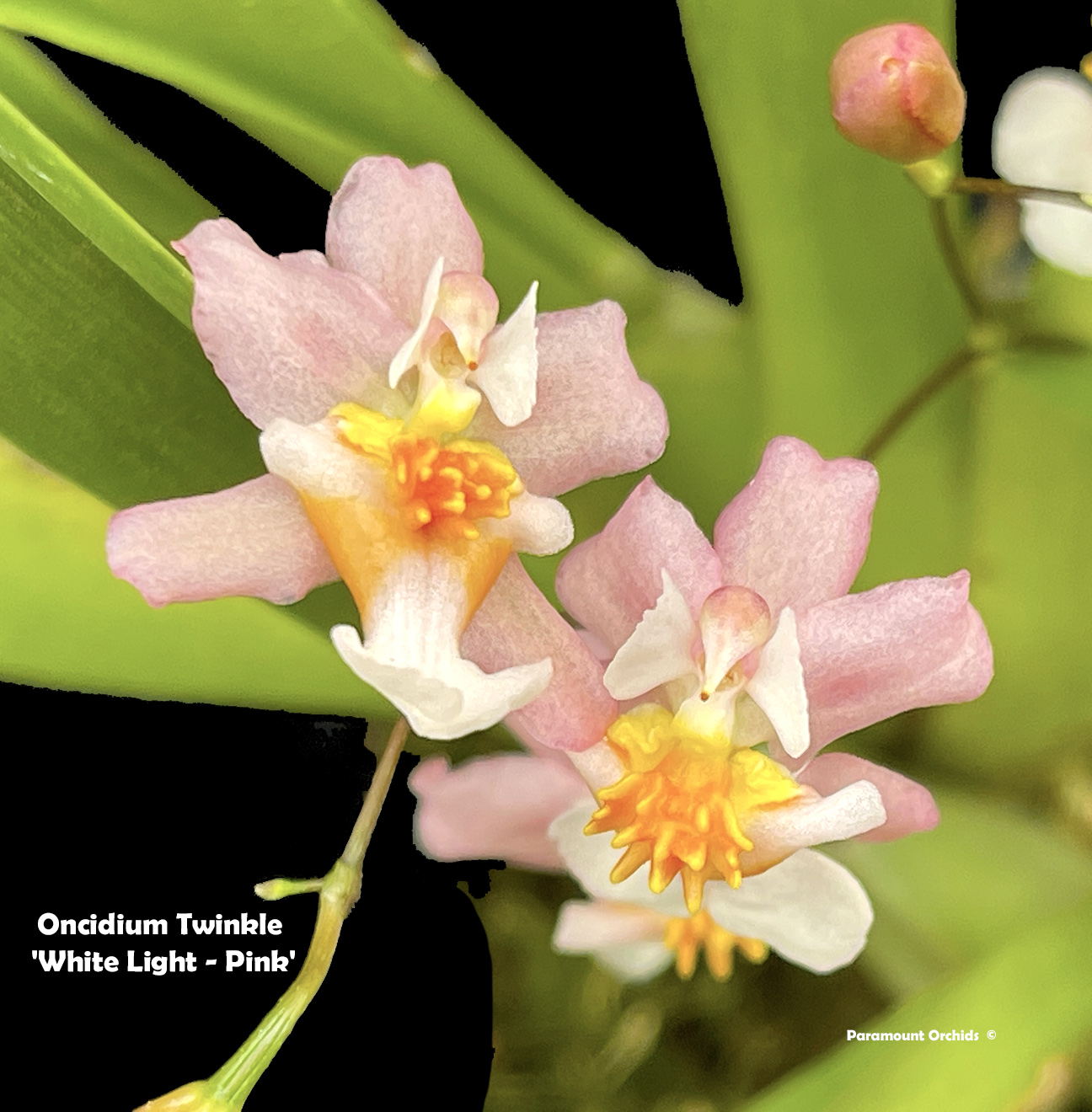 Oncidium Intergenerics Oncidium thru Z